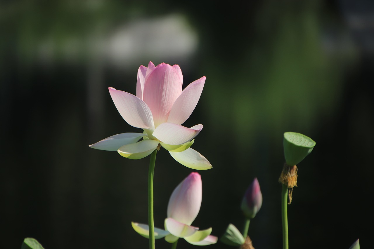 lotus-6045441_1280