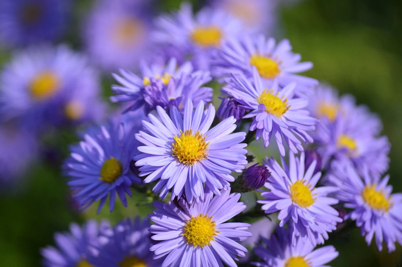asters-9870320_1280