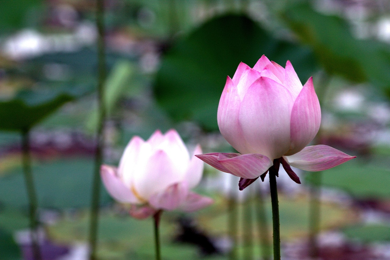 lotus-2323185_1280