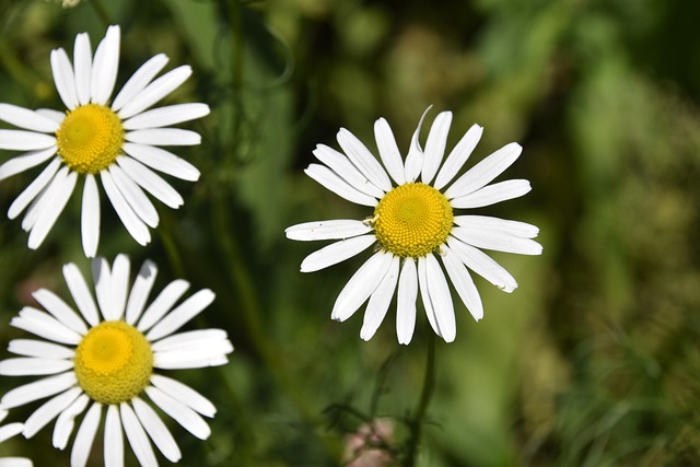 flower-4328537_640